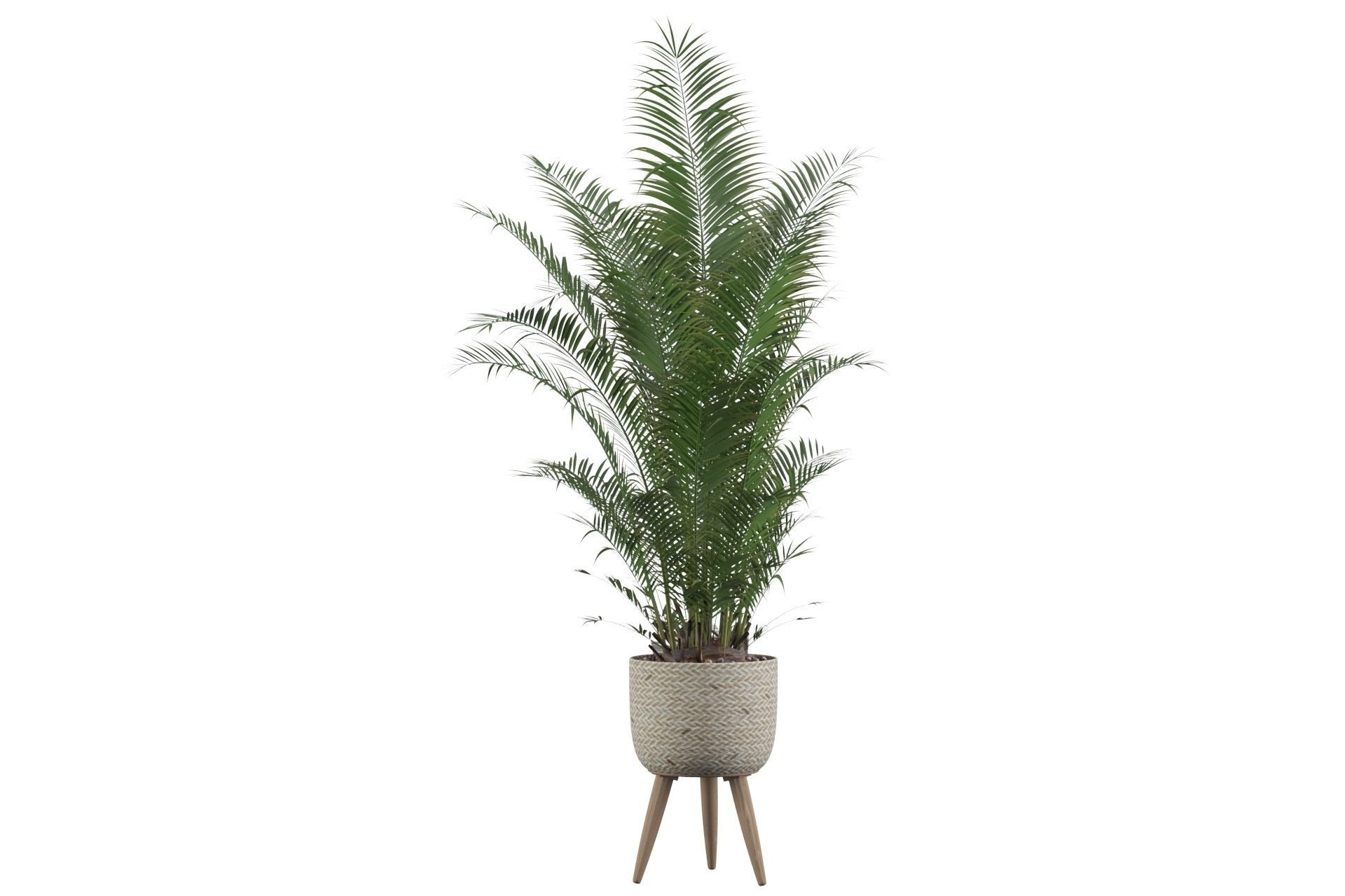 Areca Palm 02 3D model_27