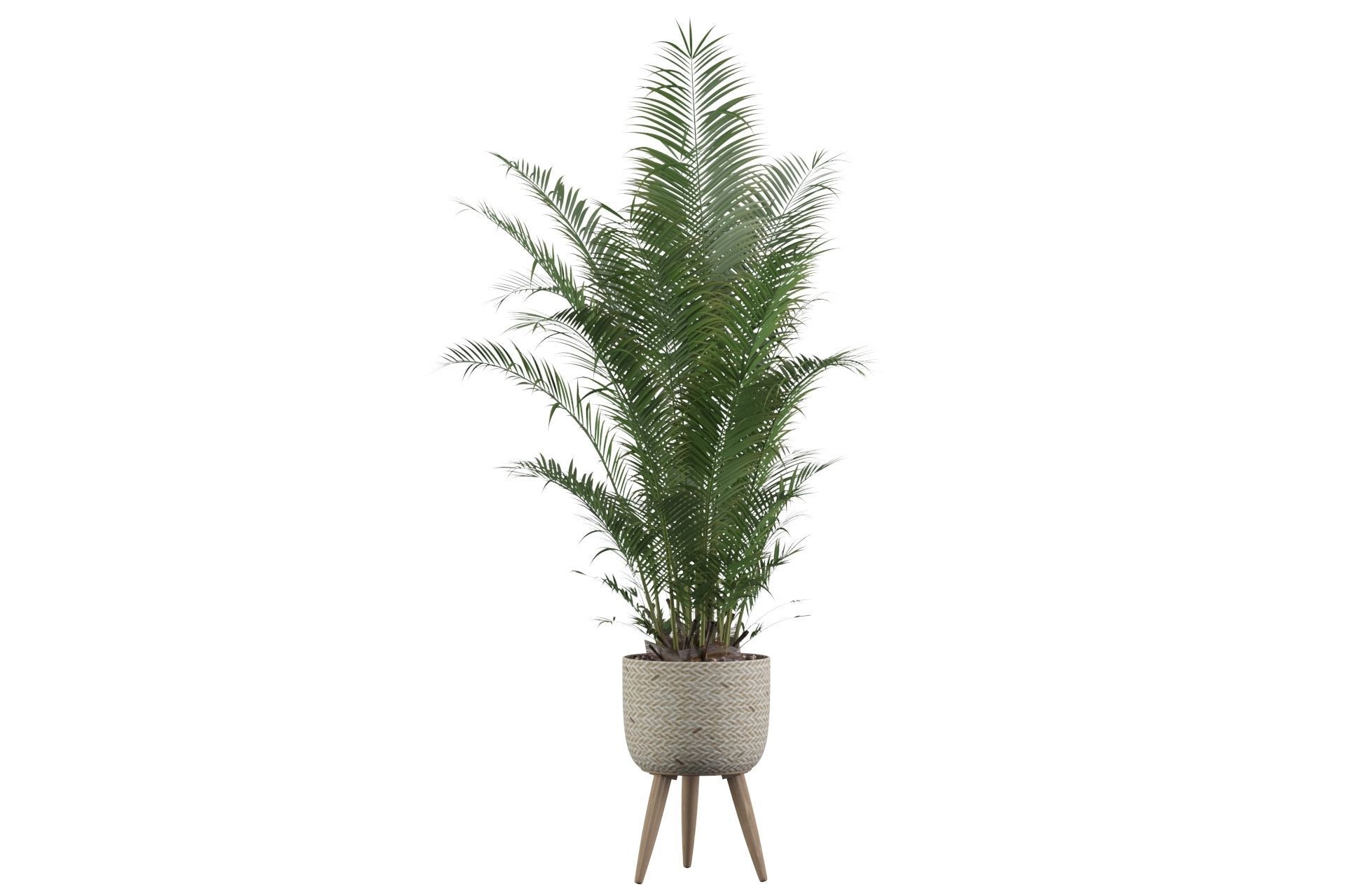 Areca Palm 02 3D model_39