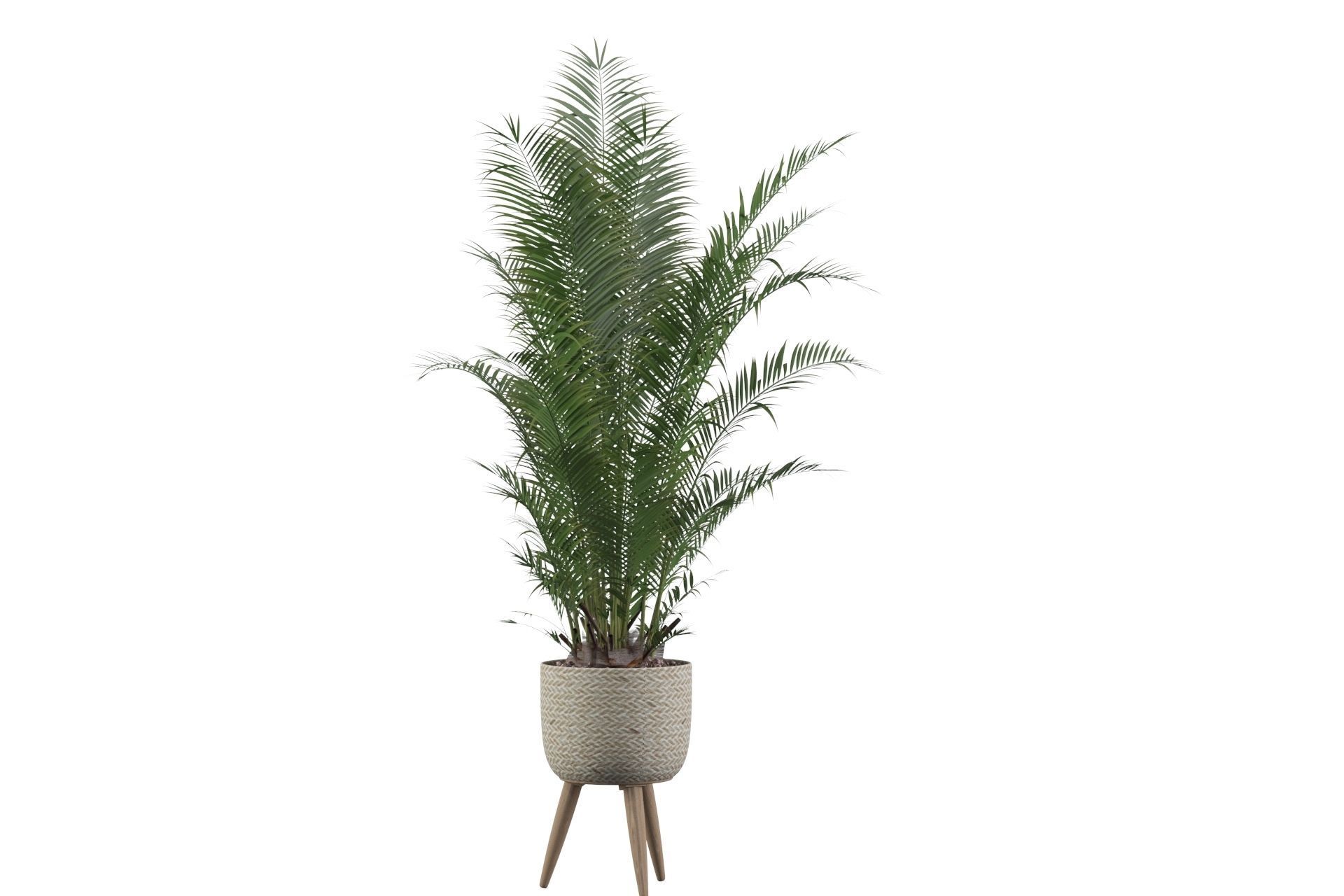 Areca Palm 02 3D model_61