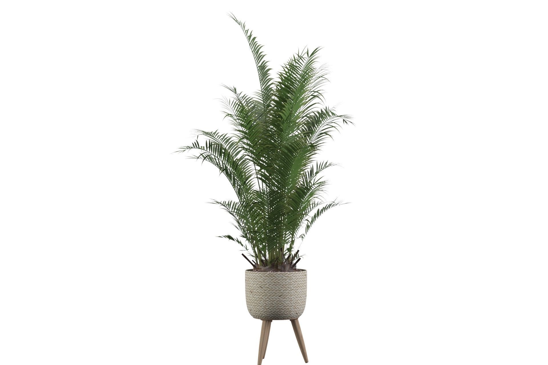 Areca Palm 02 3D model_66