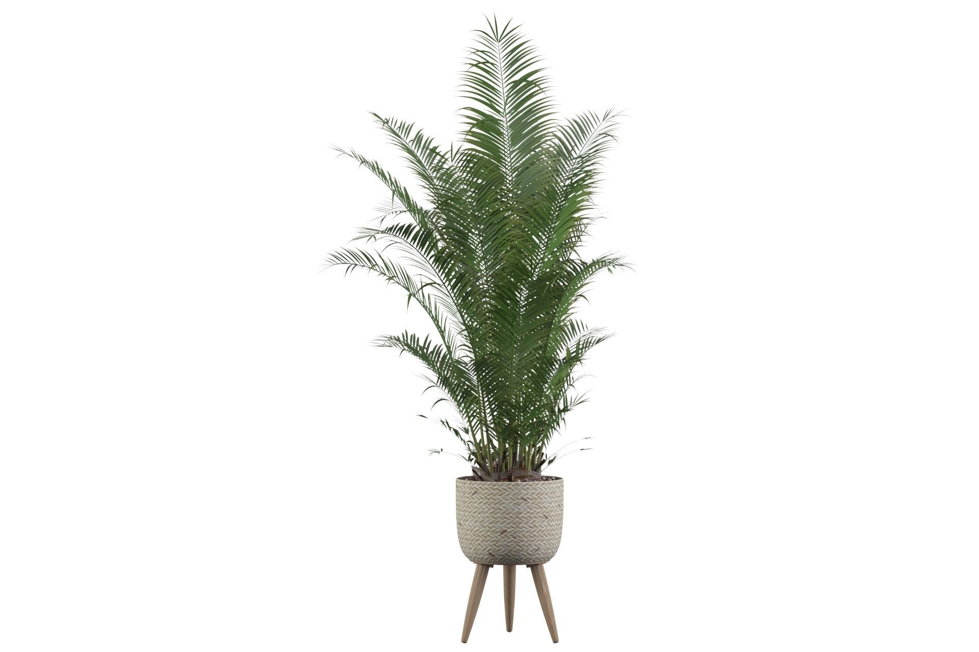 Areca Palm 02 3D model_42