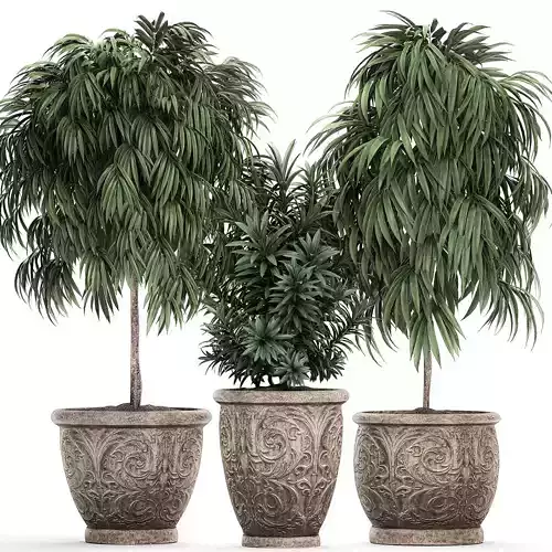 Trees in classic flowerpots for the parks and garden 491 3D model