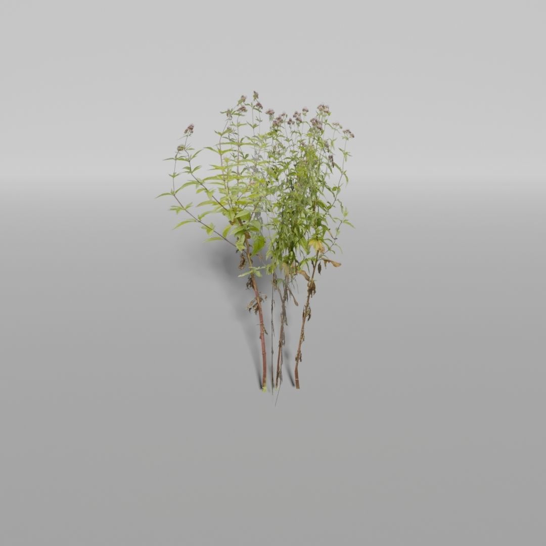 Plants Pack Low-poly 3D model_11