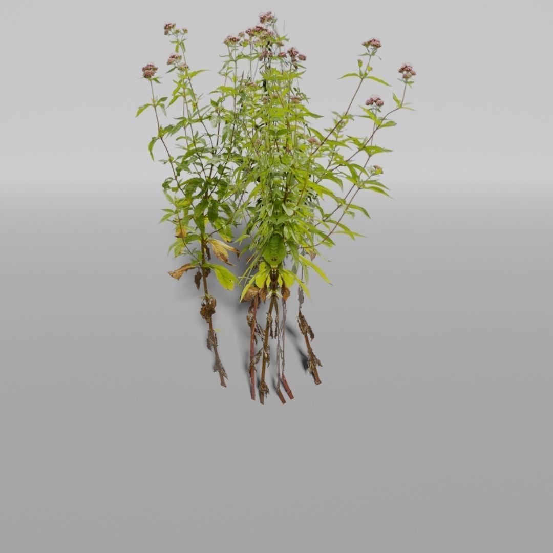 Plants Pack Low-poly 3D model_6