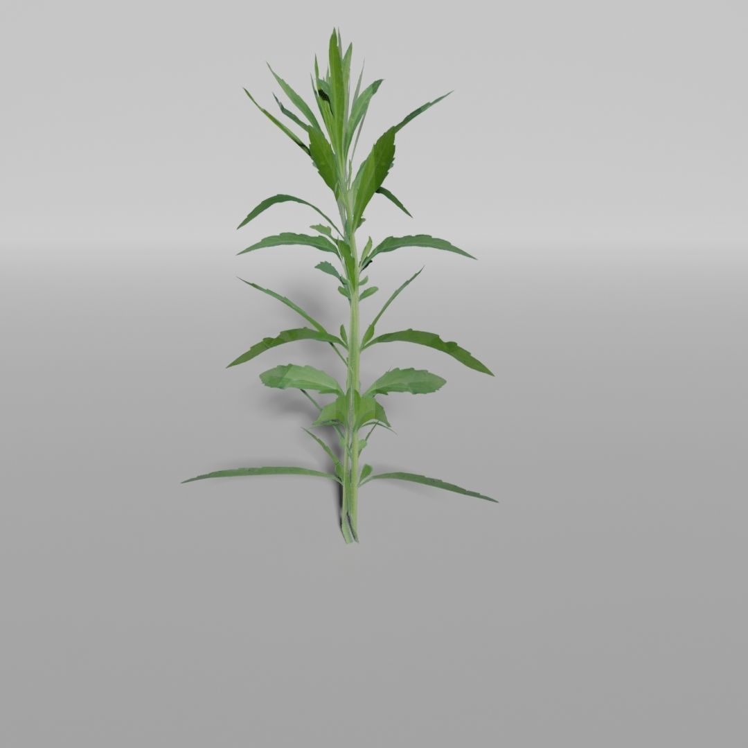 Plants Pack Low-poly 3D model_2