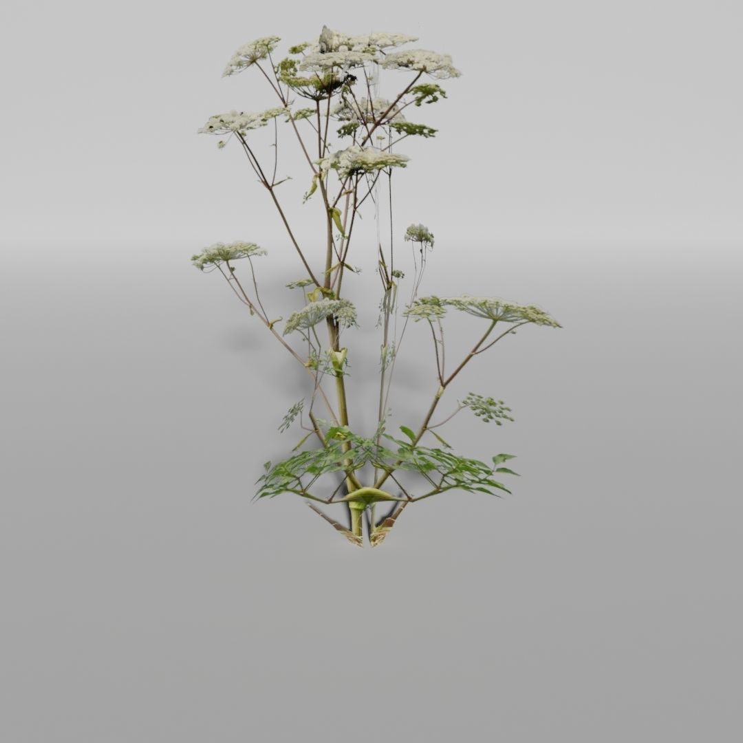 Plants Pack Low-poly 3D model_9