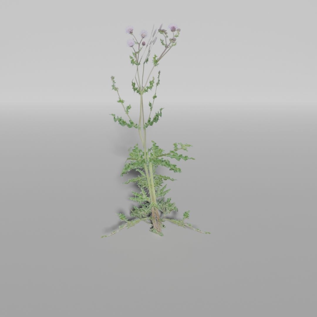 Plants Pack Low-poly 3D model_8