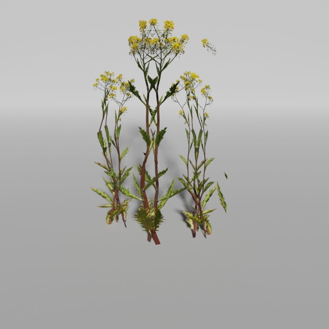 Plants Pack Low-poly 3D model_4