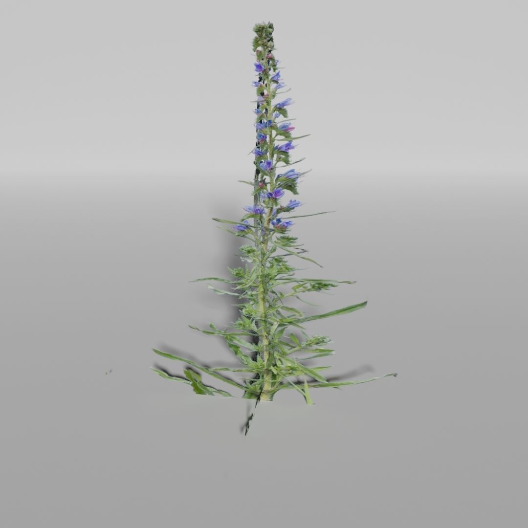 Plants Pack Low-poly 3D model_3