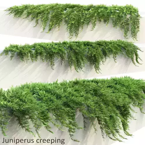 Juniperus Creeping 01