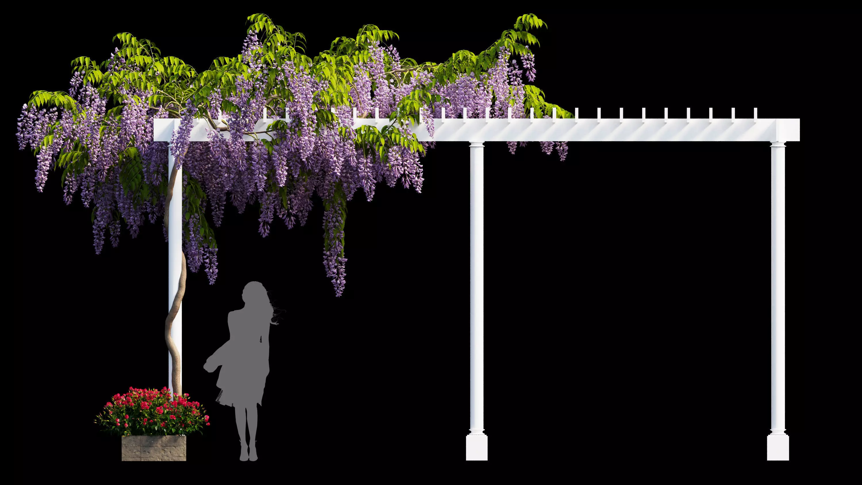 wisterial tree  3D model_0