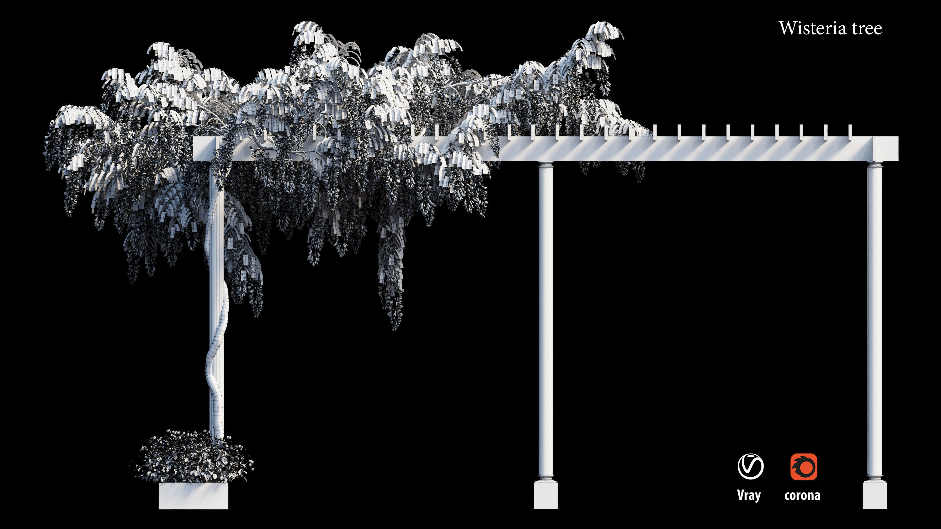 wisterial tree  3D model_2