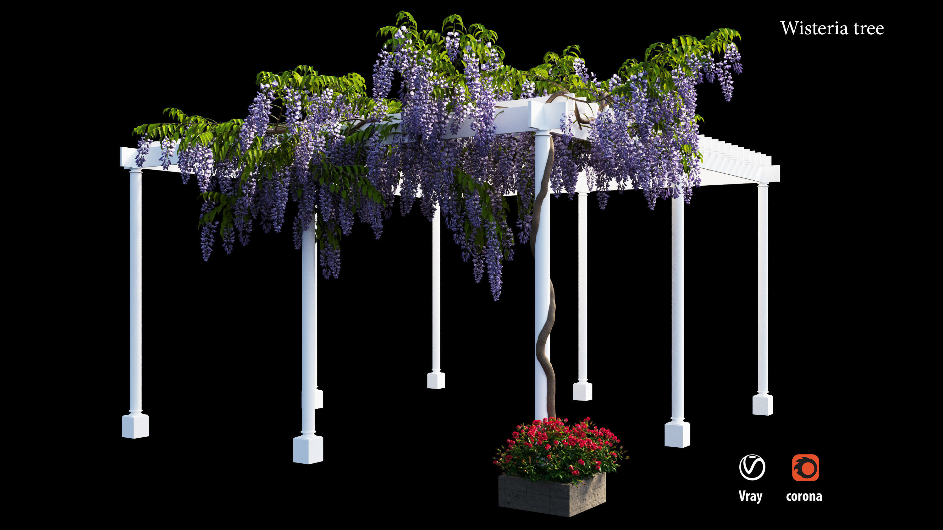 wisterial tree  3D model_5