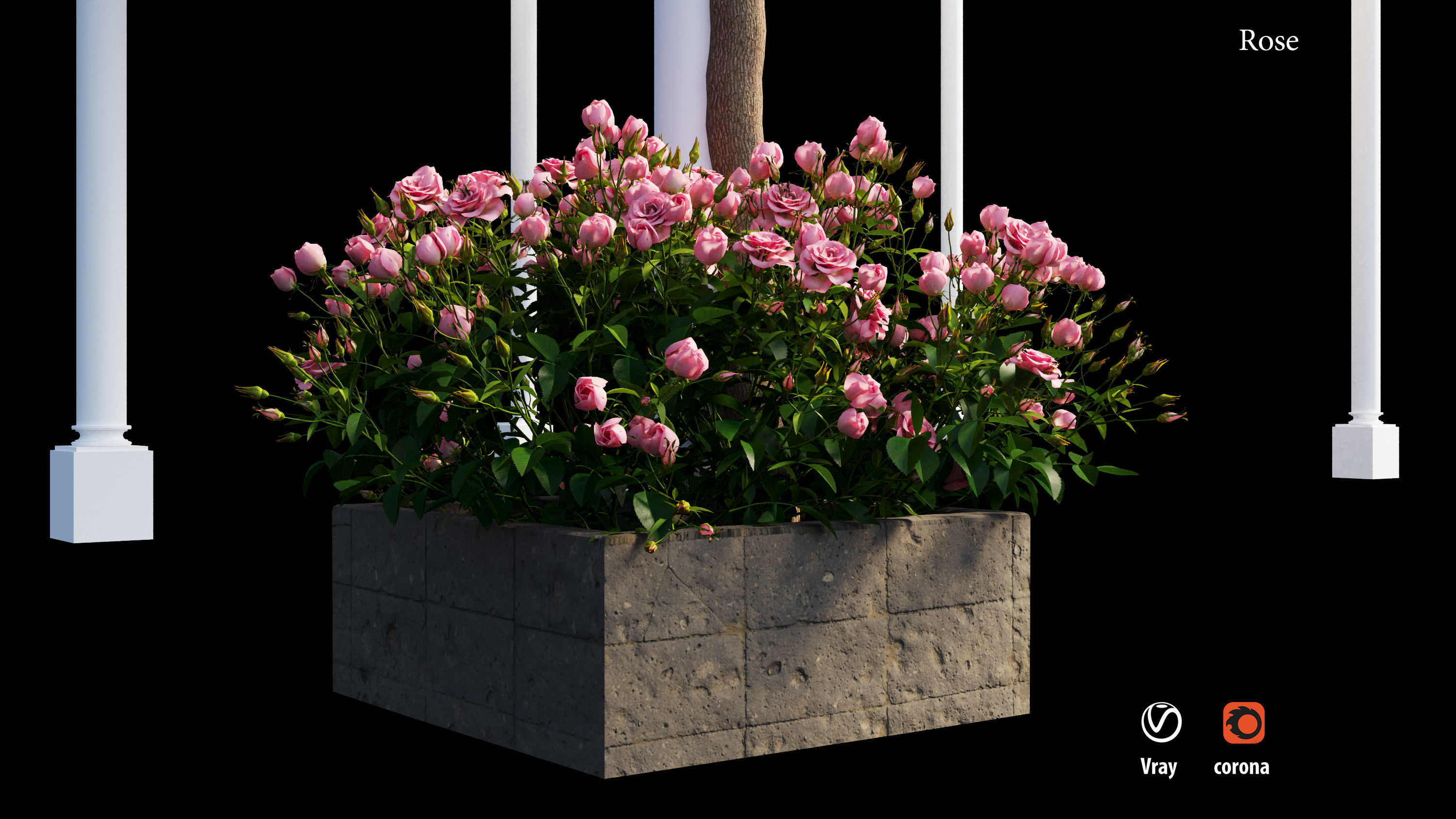 wisterial tree  3D model_10