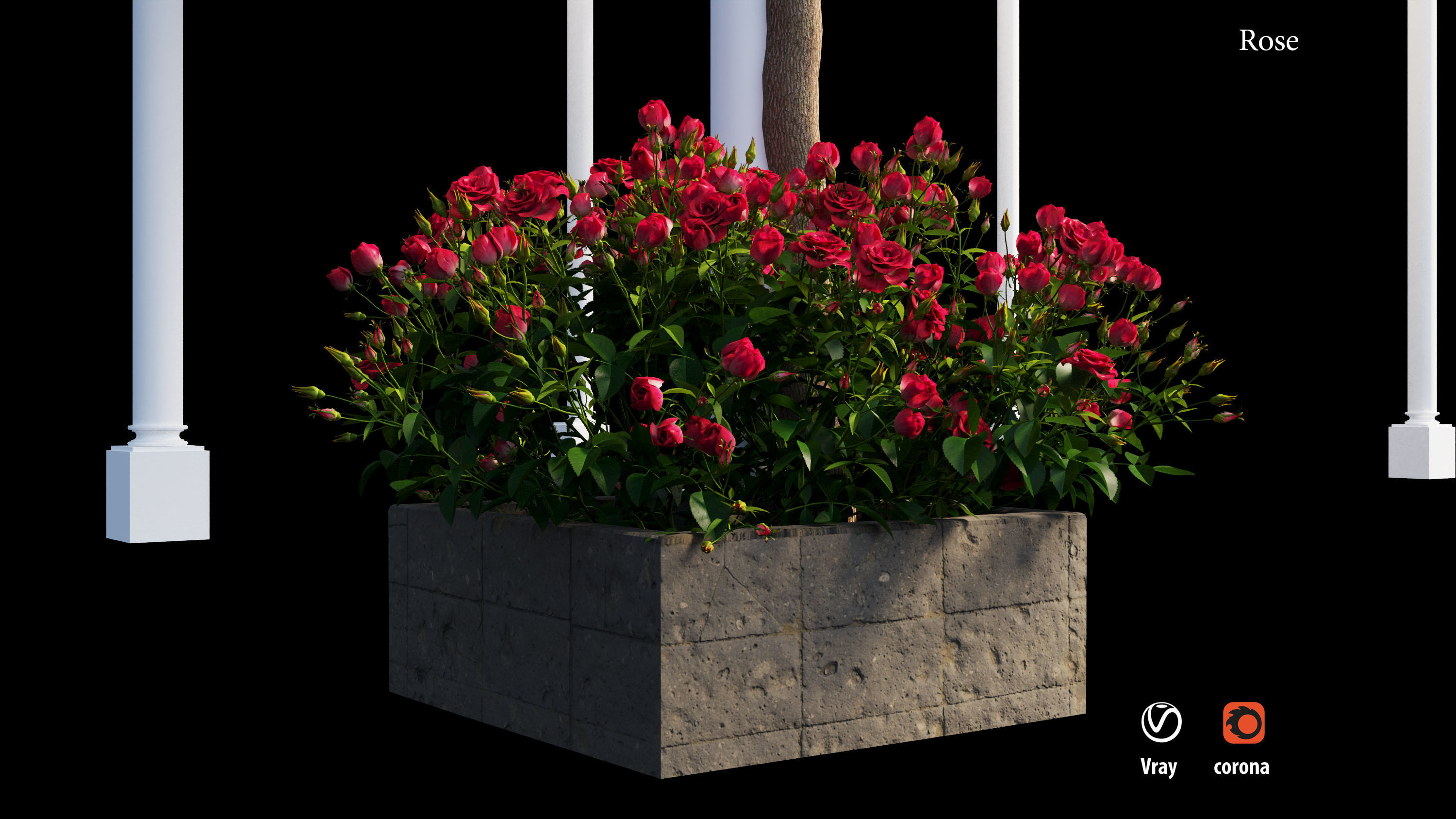 wisterial tree  3D model_9