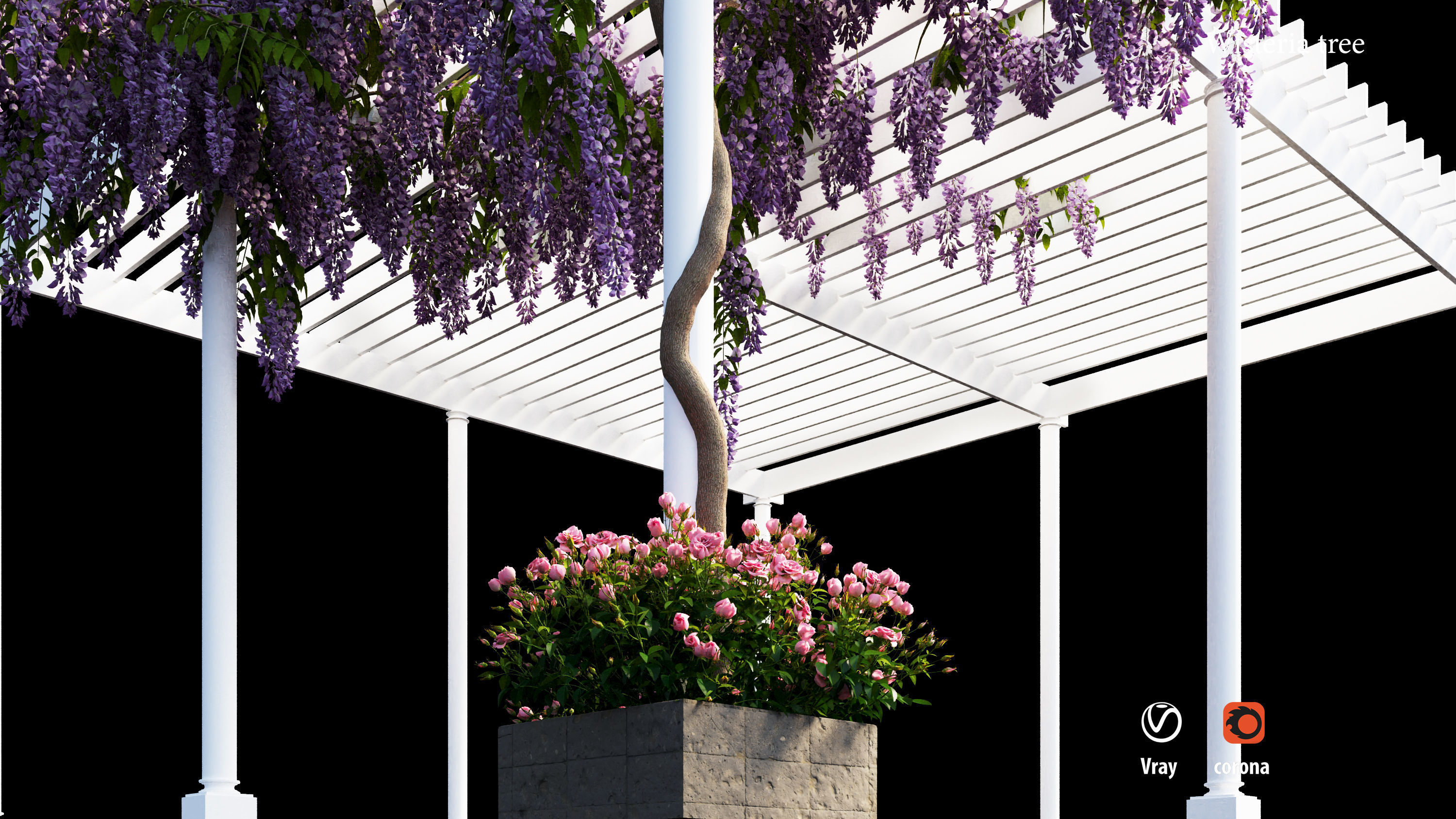 wisterial tree  3D model_8