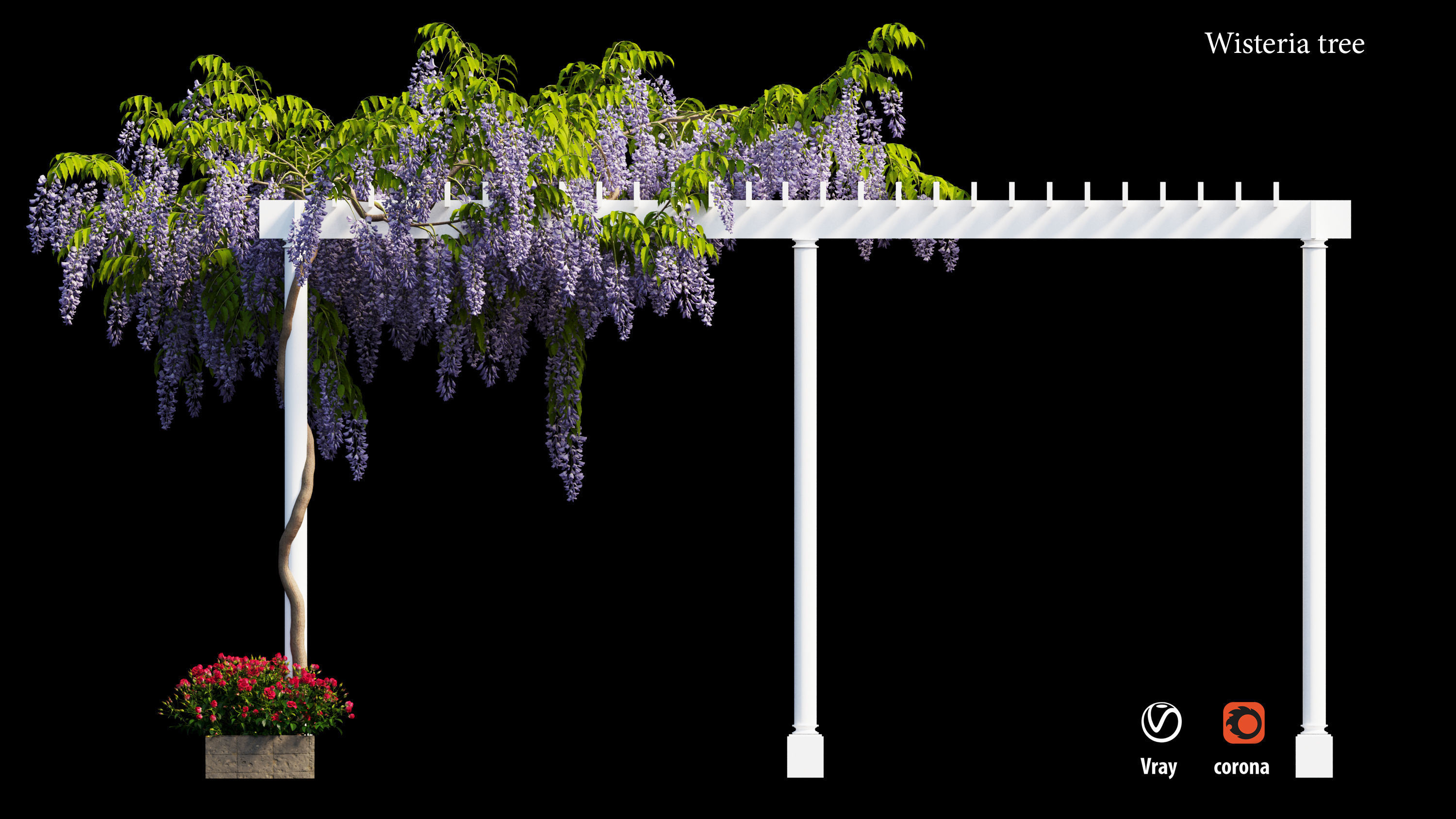 wisterial tree  3D model_1