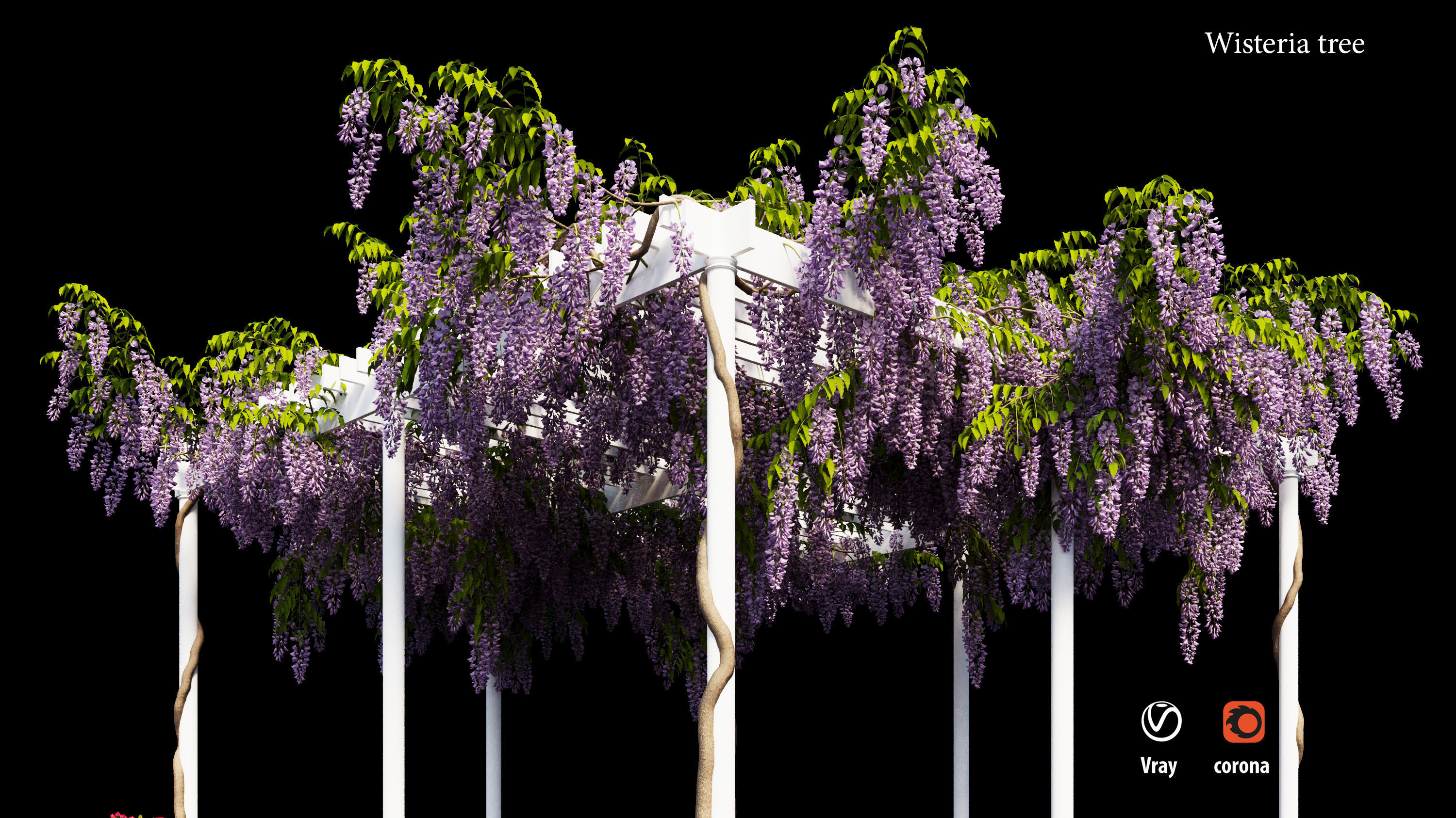 wisterial tree  3D model_4