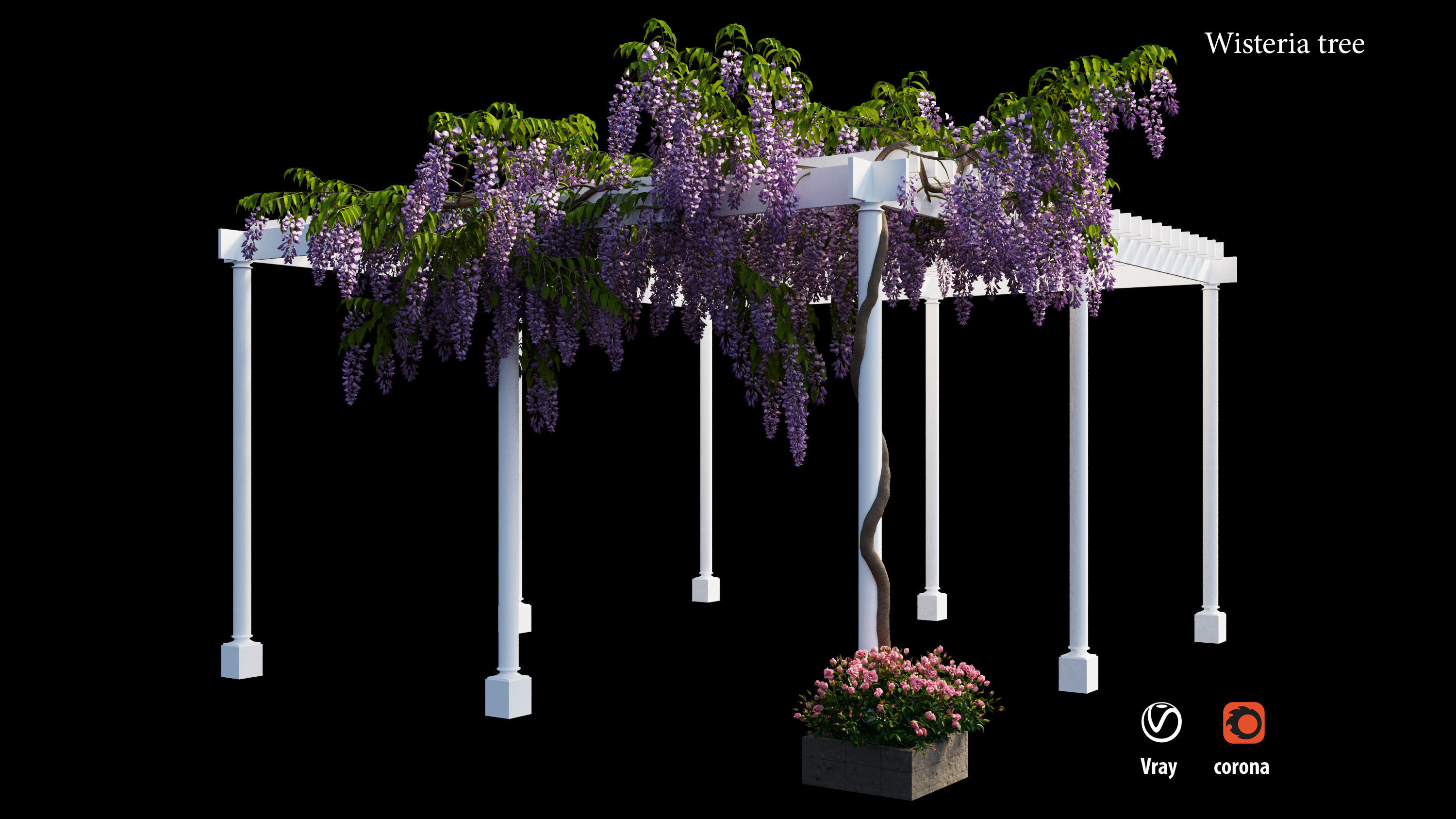 wisterial tree  3D model_6