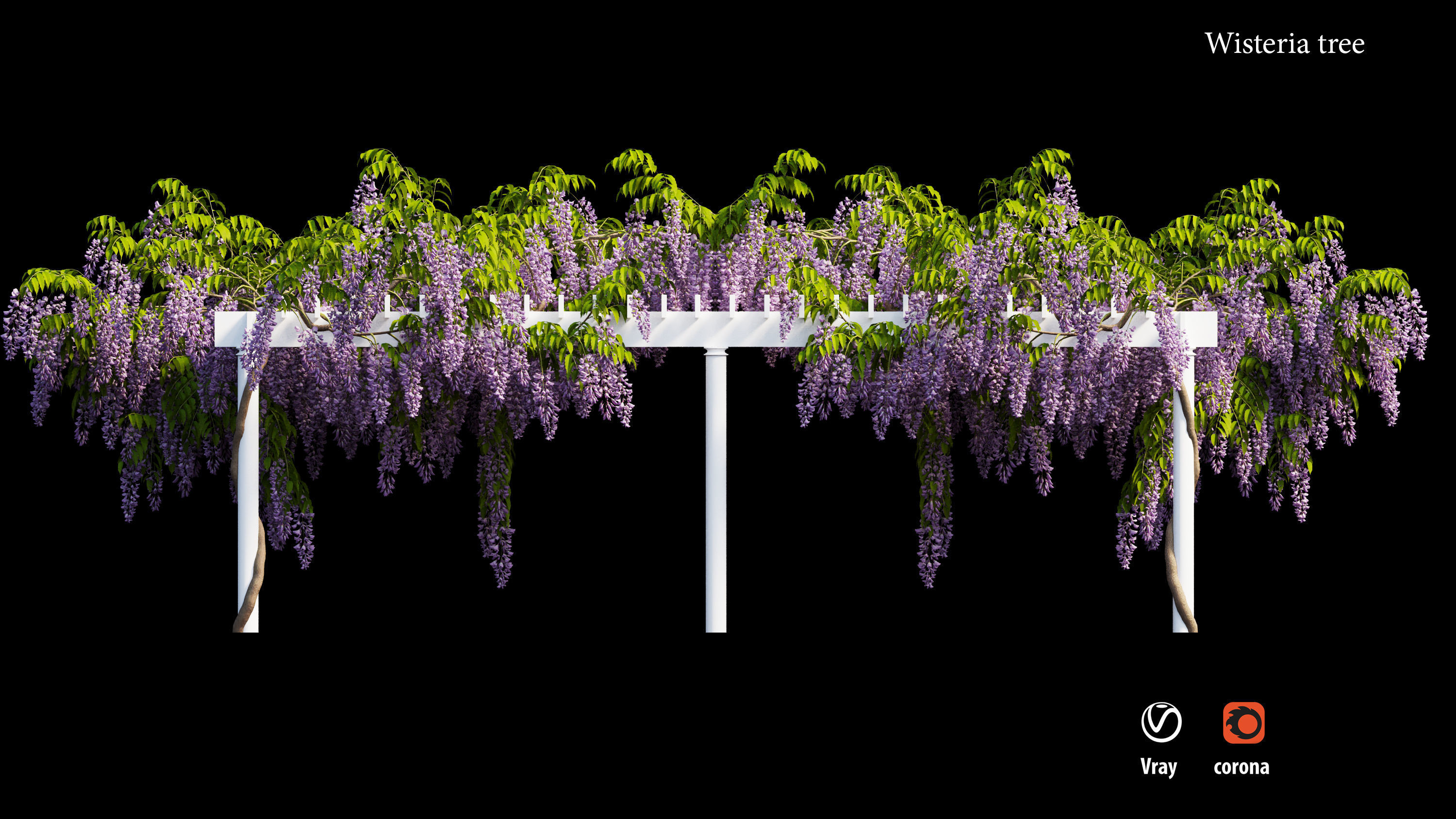 wisterial tree  3D model_3