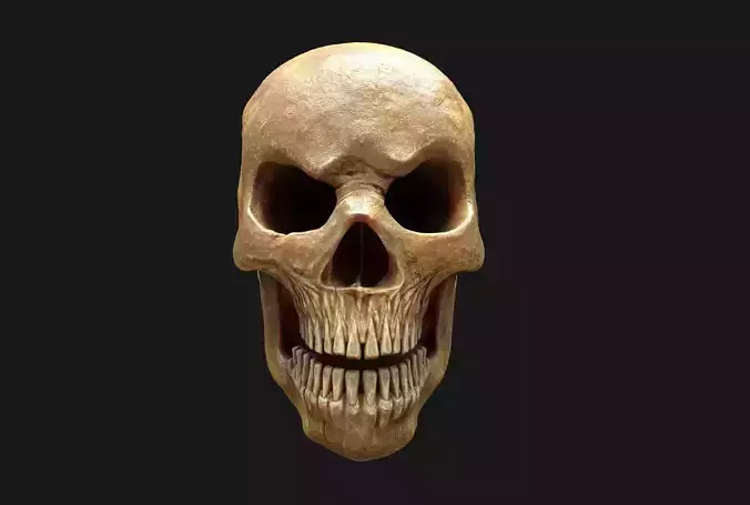 Stylized Human Skull - Highpoly and Lowpoly