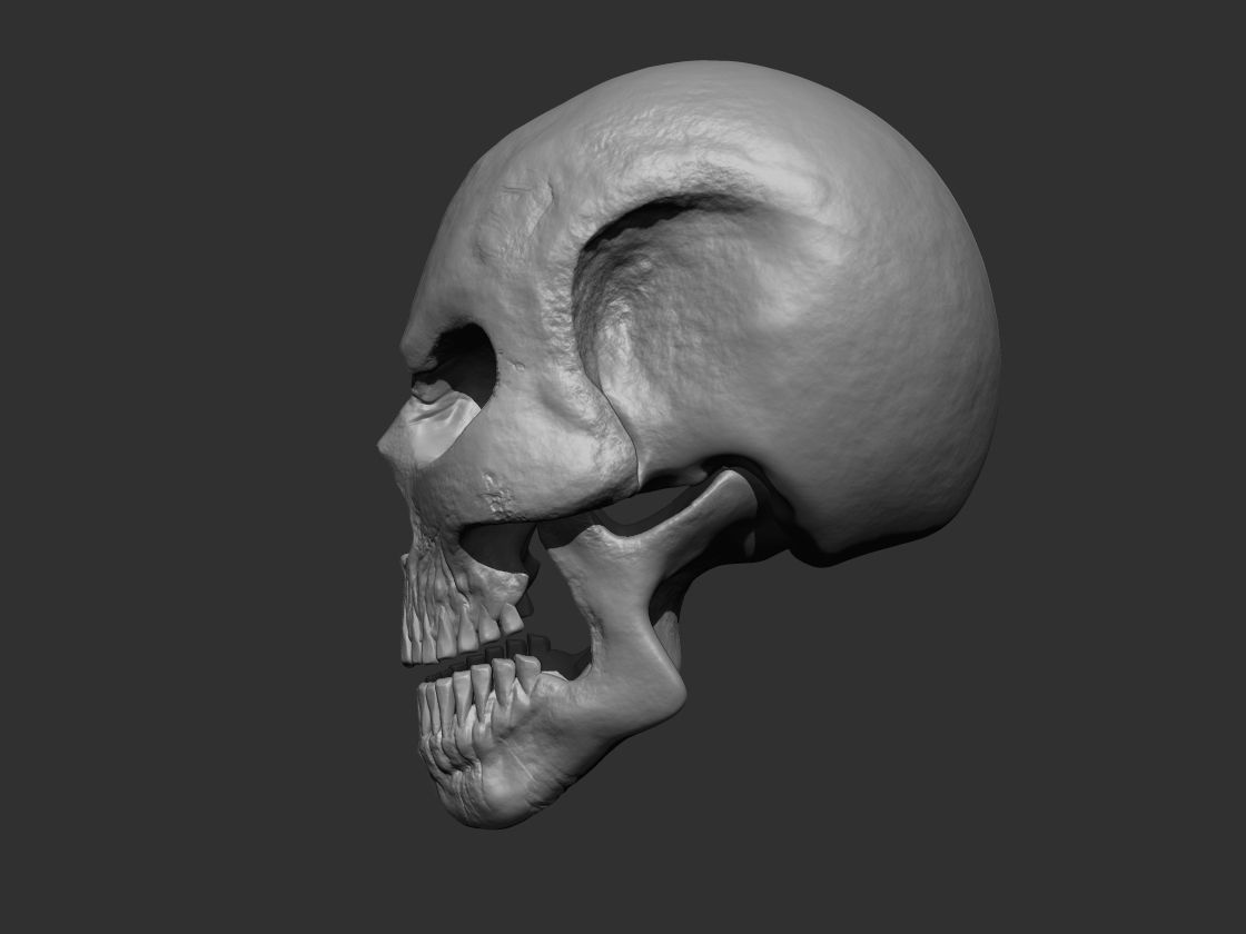 Stylized Human Skull - Highpoly and Lowpoly Low-poly 3D model_12