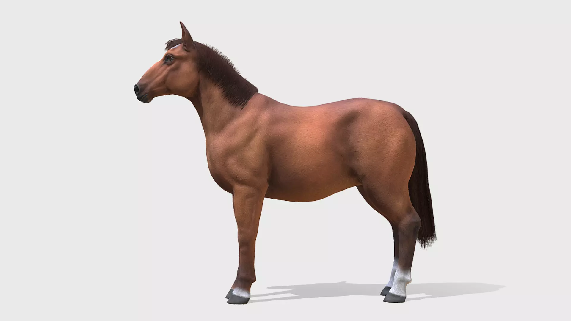 Horse - Stallion Low-poly 3D model_4