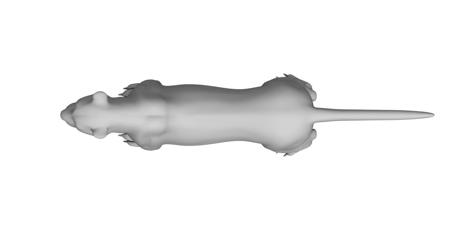 tiger3d model panther 3D model_3