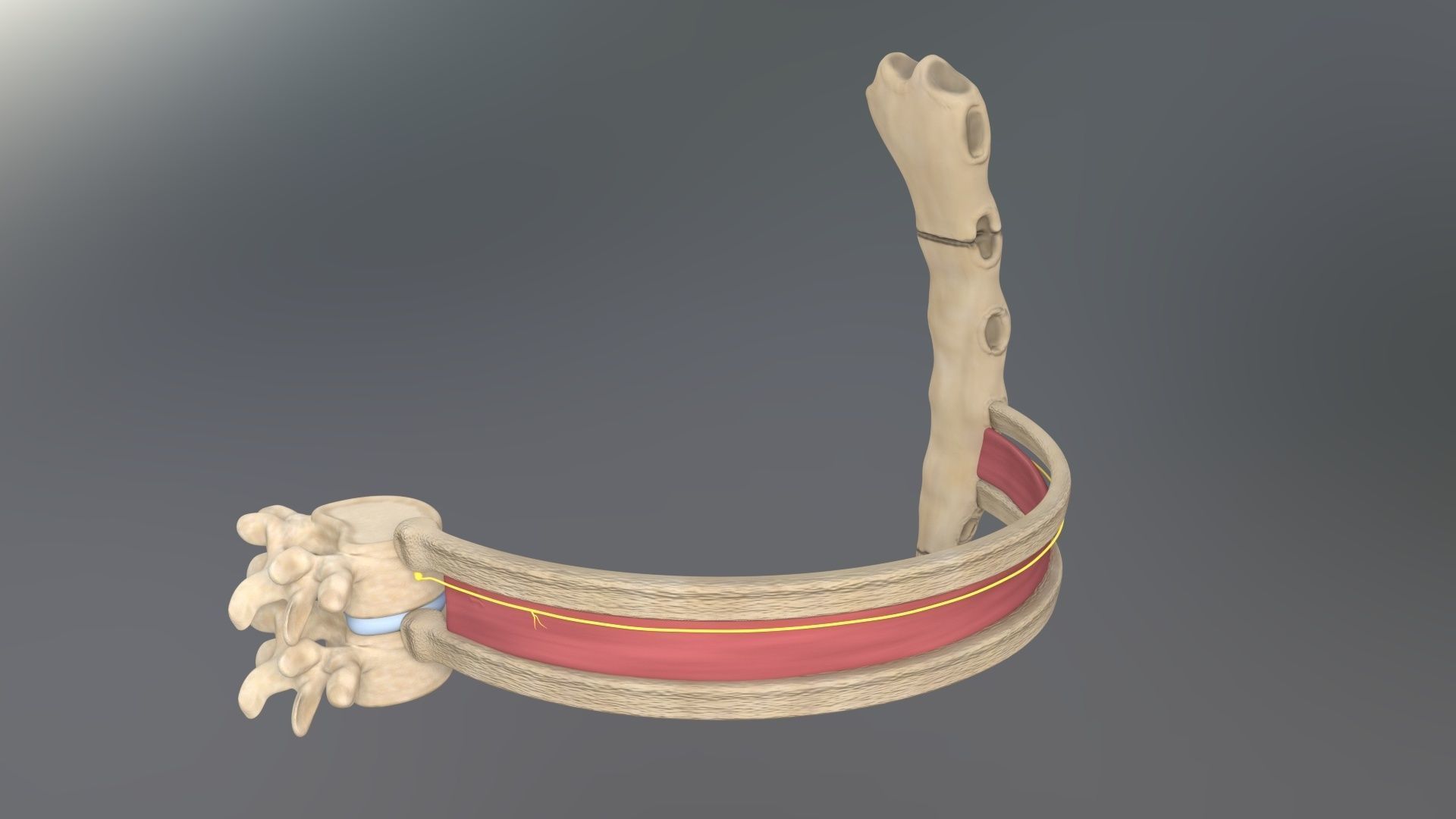 Spinal Disk nucleus pulposus sternum Low-poly 3D model_5