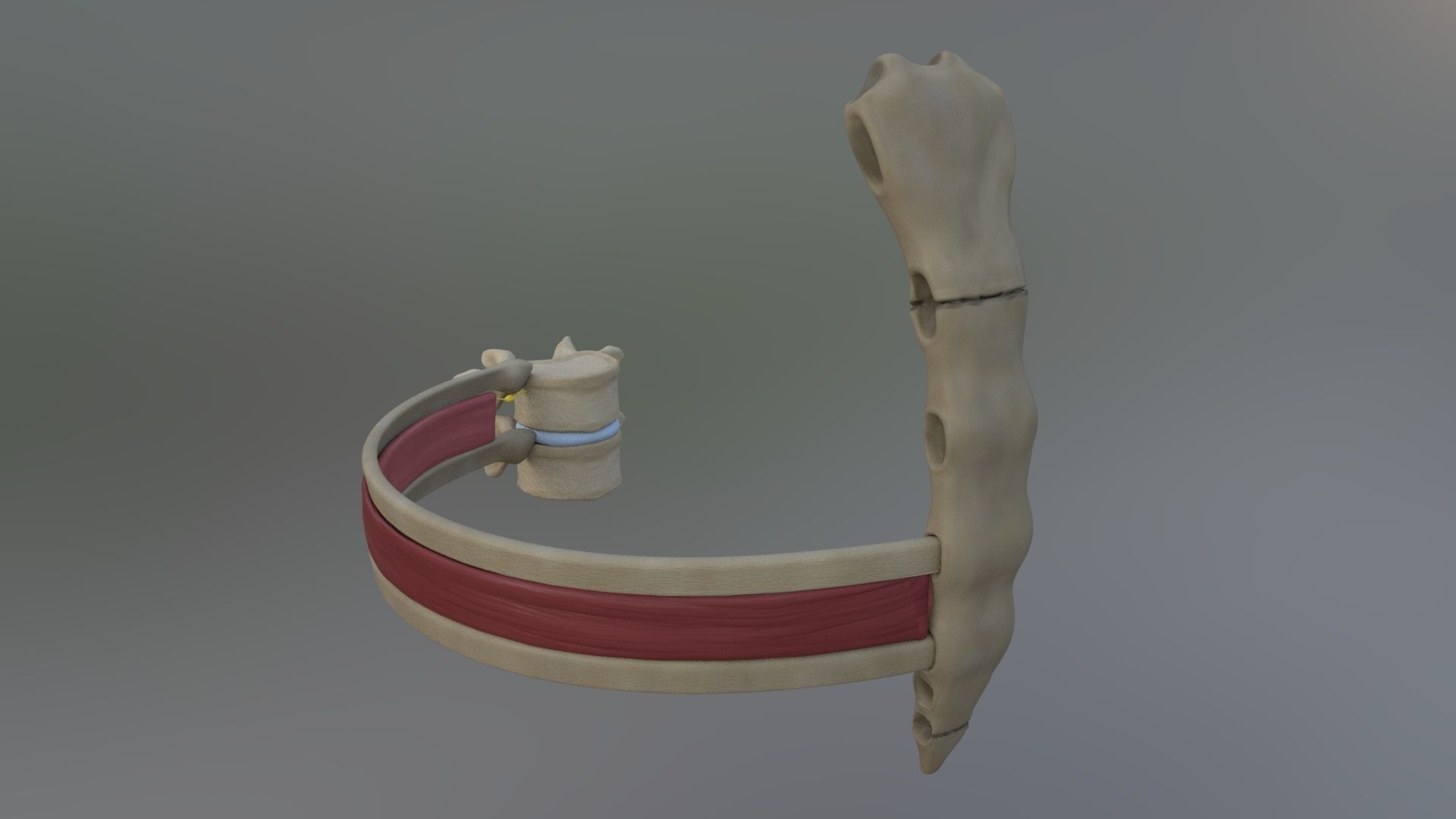 Spinal Disk nucleus pulposus sternum Low-poly 3D model_8