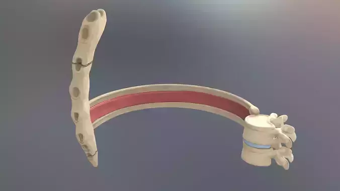 Spinal Disk nucleus pulposus sternum Low-poly 3D model