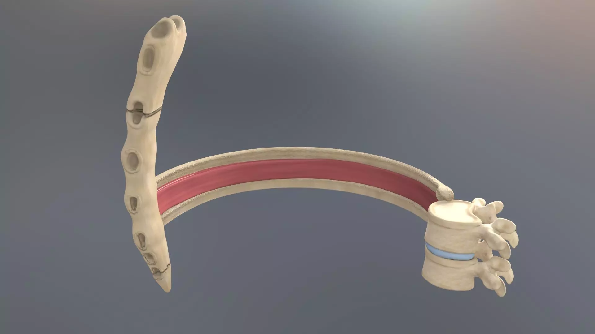 Spinal Disk nucleus pulposus sternum Low-poly 3D model_0