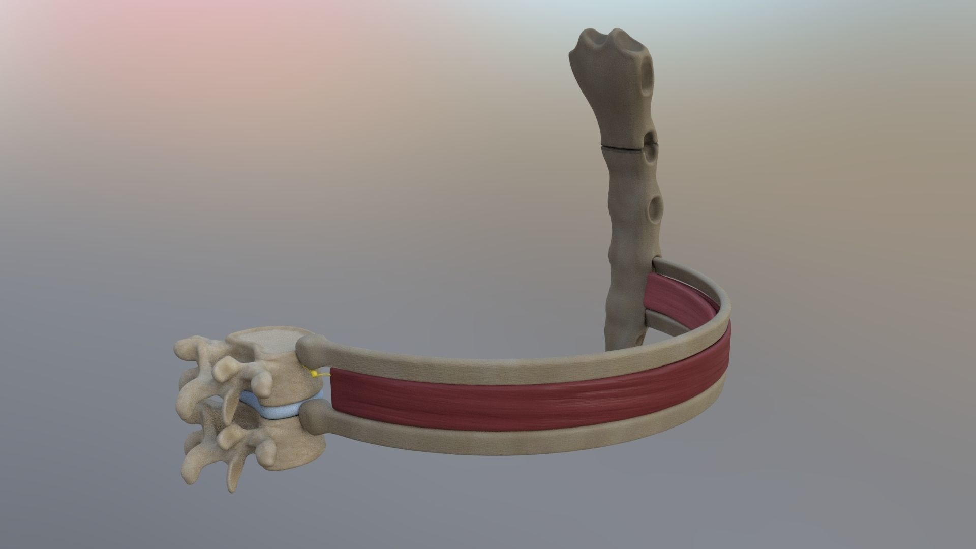 Spinal Disk nucleus pulposus sternum Low-poly 3D model_7