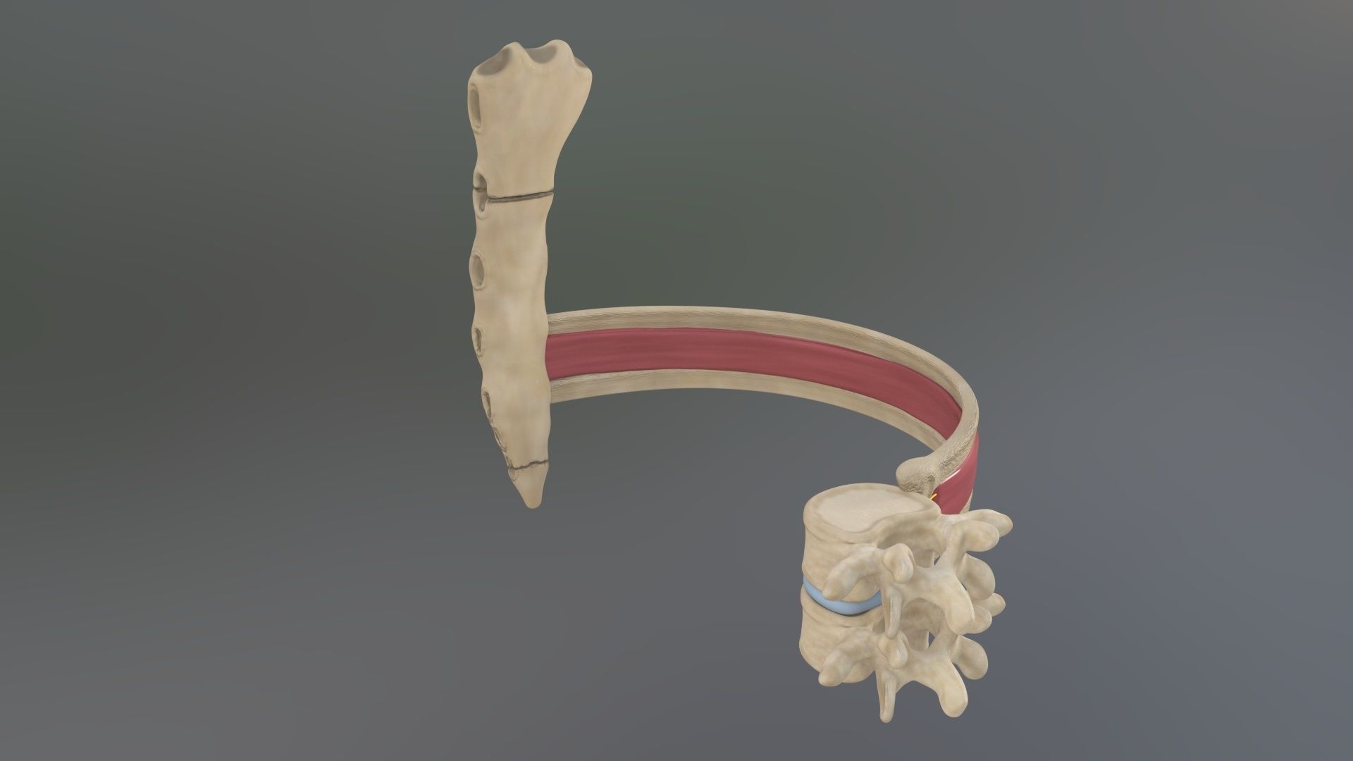 Spinal Disk nucleus pulposus sternum Low-poly 3D model_2