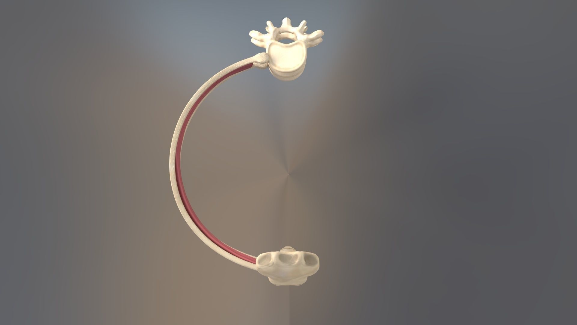 Spinal Disk nucleus pulposus sternum Low-poly 3D model_4