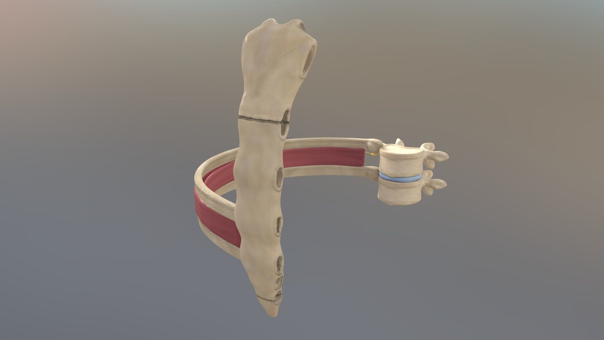 Spinal Disk nucleus pulposus sternum Low-poly 3D model_3