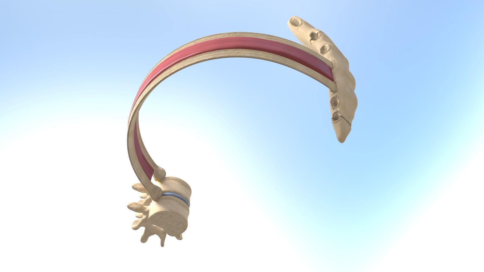 Spinal Disk nucleus pulposus sternum Low-poly 3D model_6