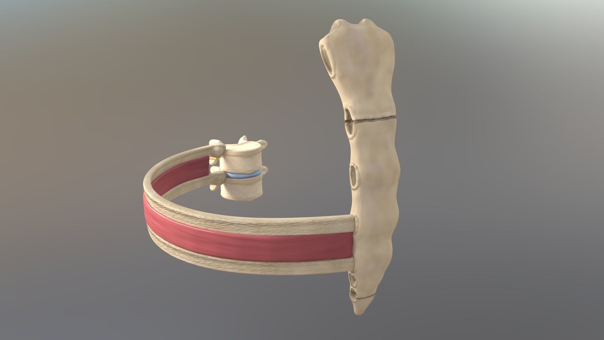 Spinal Disk nucleus pulposus sternum Low-poly 3D model_1