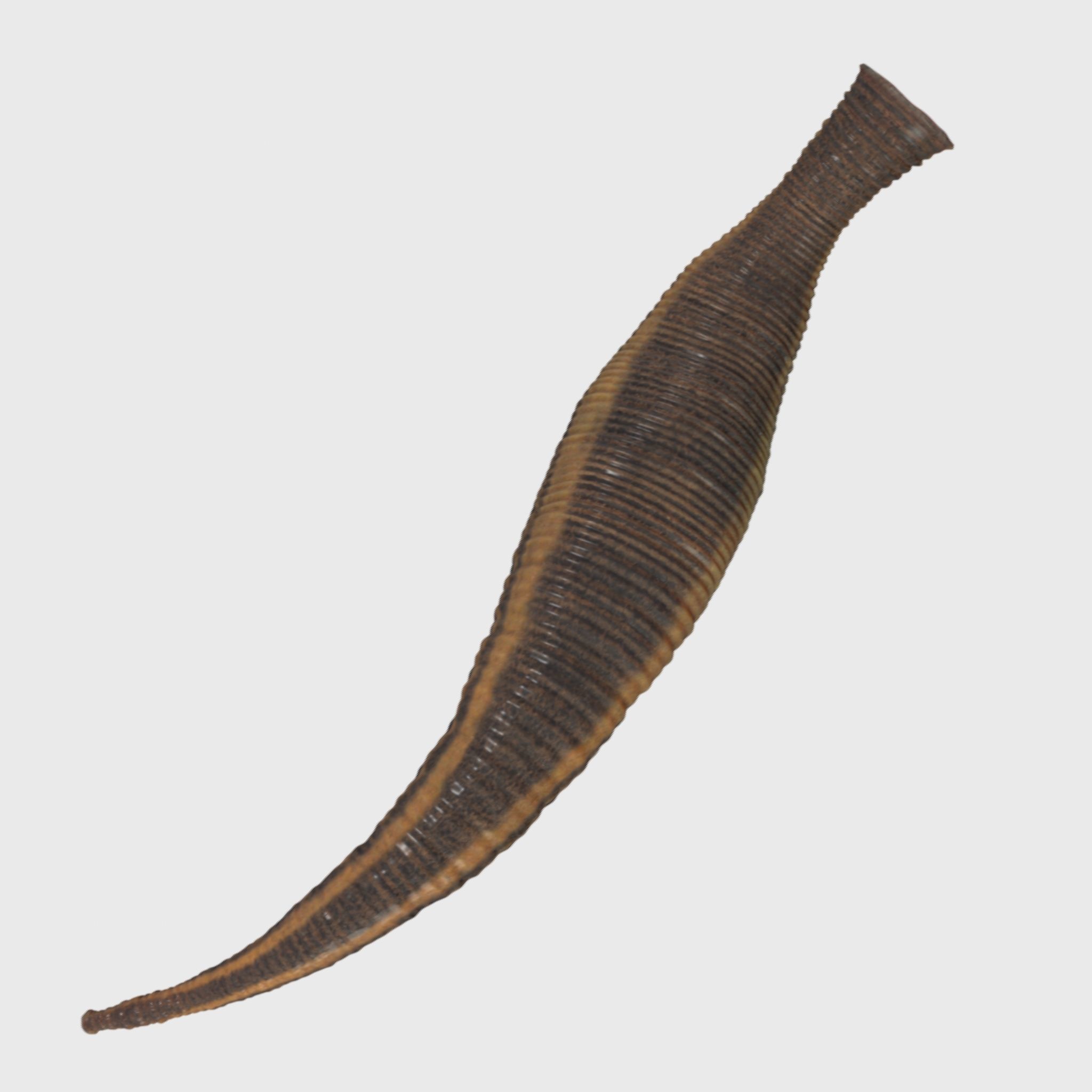 leech worm 3D model_1