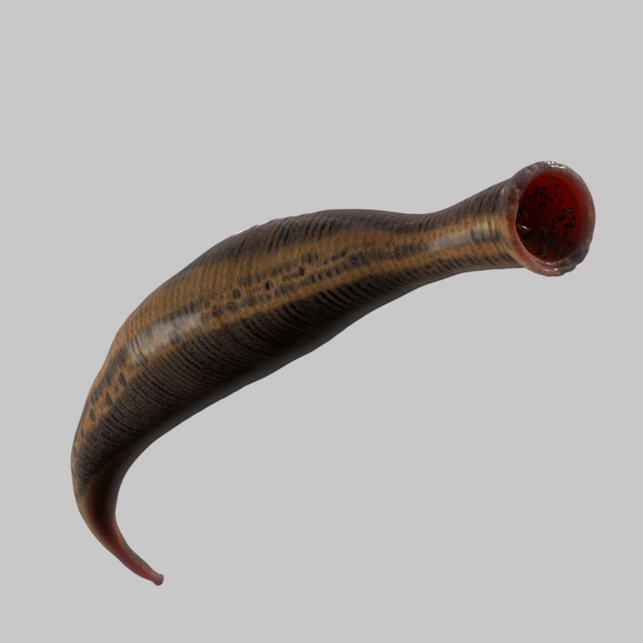 leech worm 3D model_4