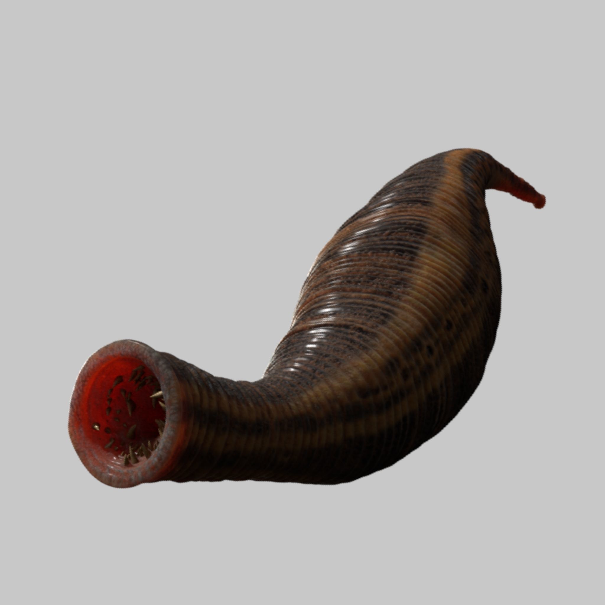 leech worm 3D model_2
