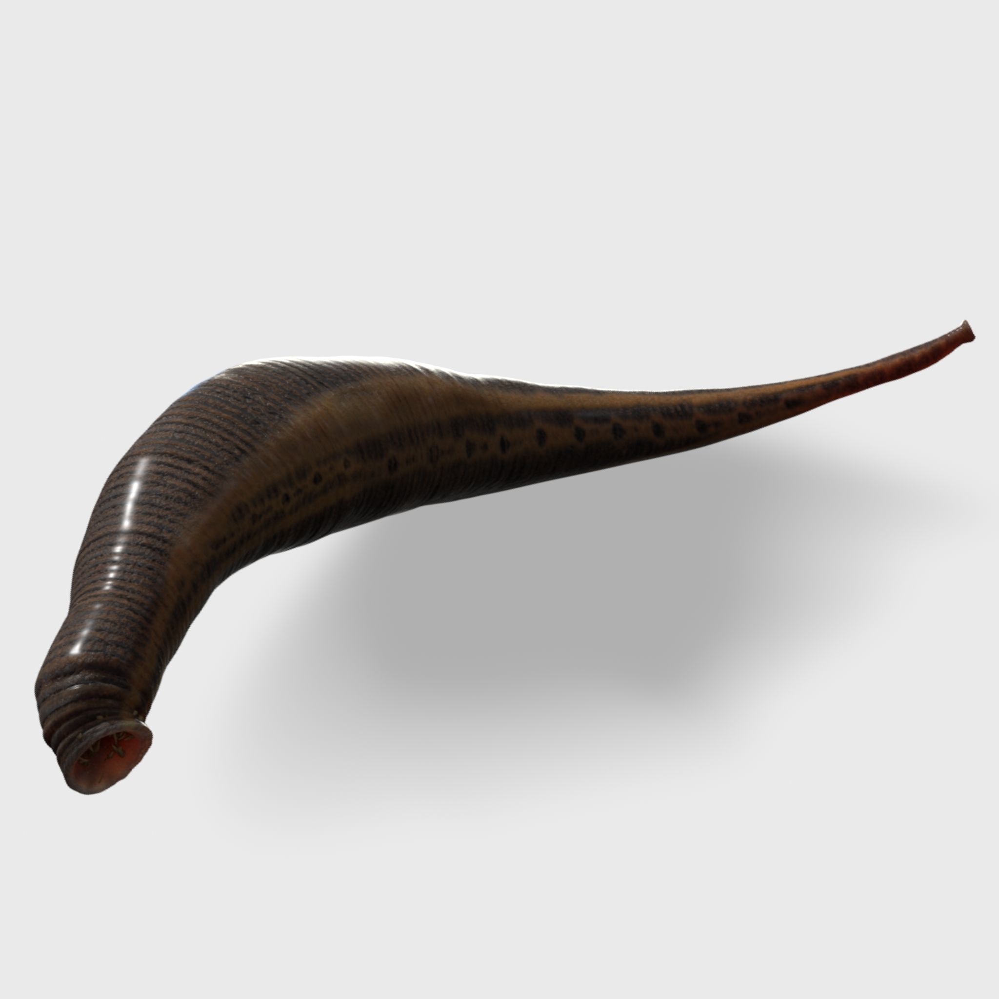 leech worm 3D model_3