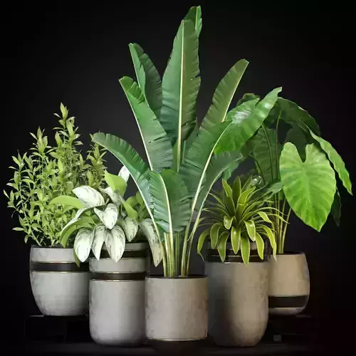 Plants collection 270