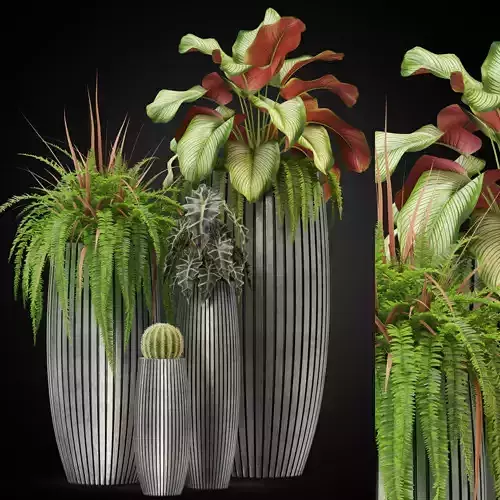 Plants collection 273 Fleur ami LINES