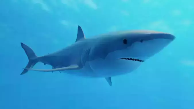 Great White Shark