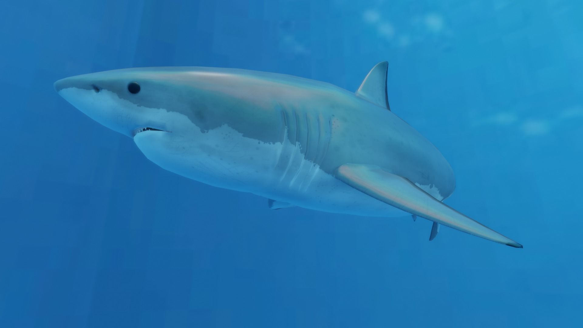 Great White Shark Low-poly 3D model_1