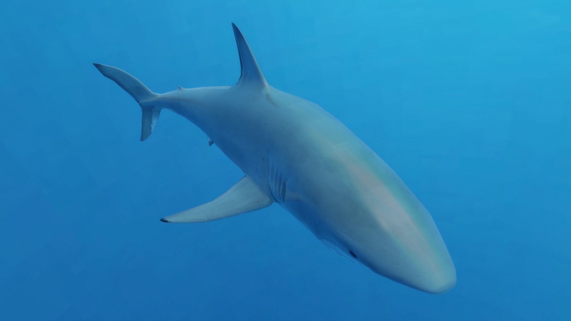 Great White Shark Low-poly 3D model_2