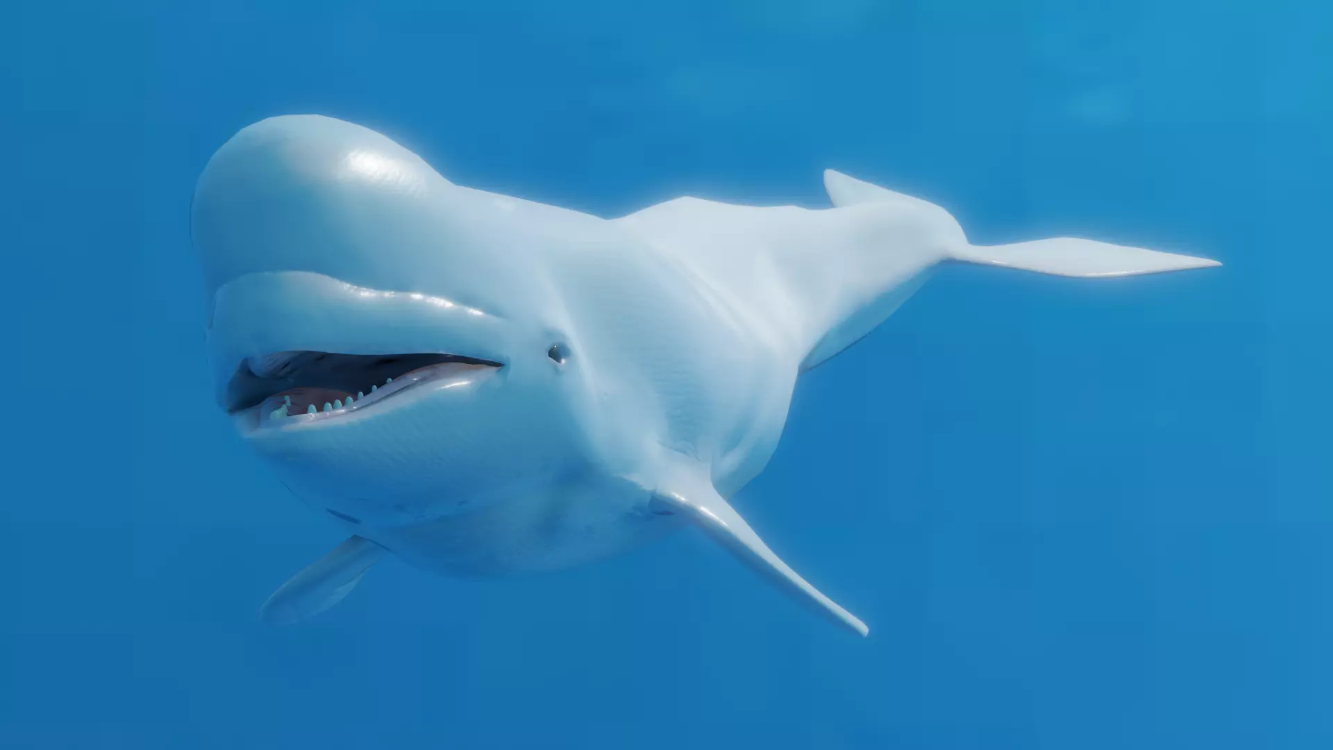 Beluga Whale Low-poly 3D model_0