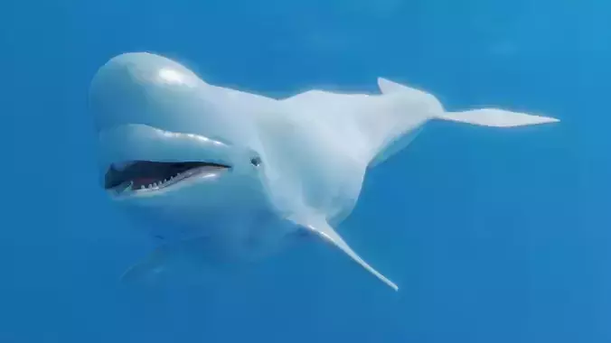 Beluga Whale Low-poly 3D model