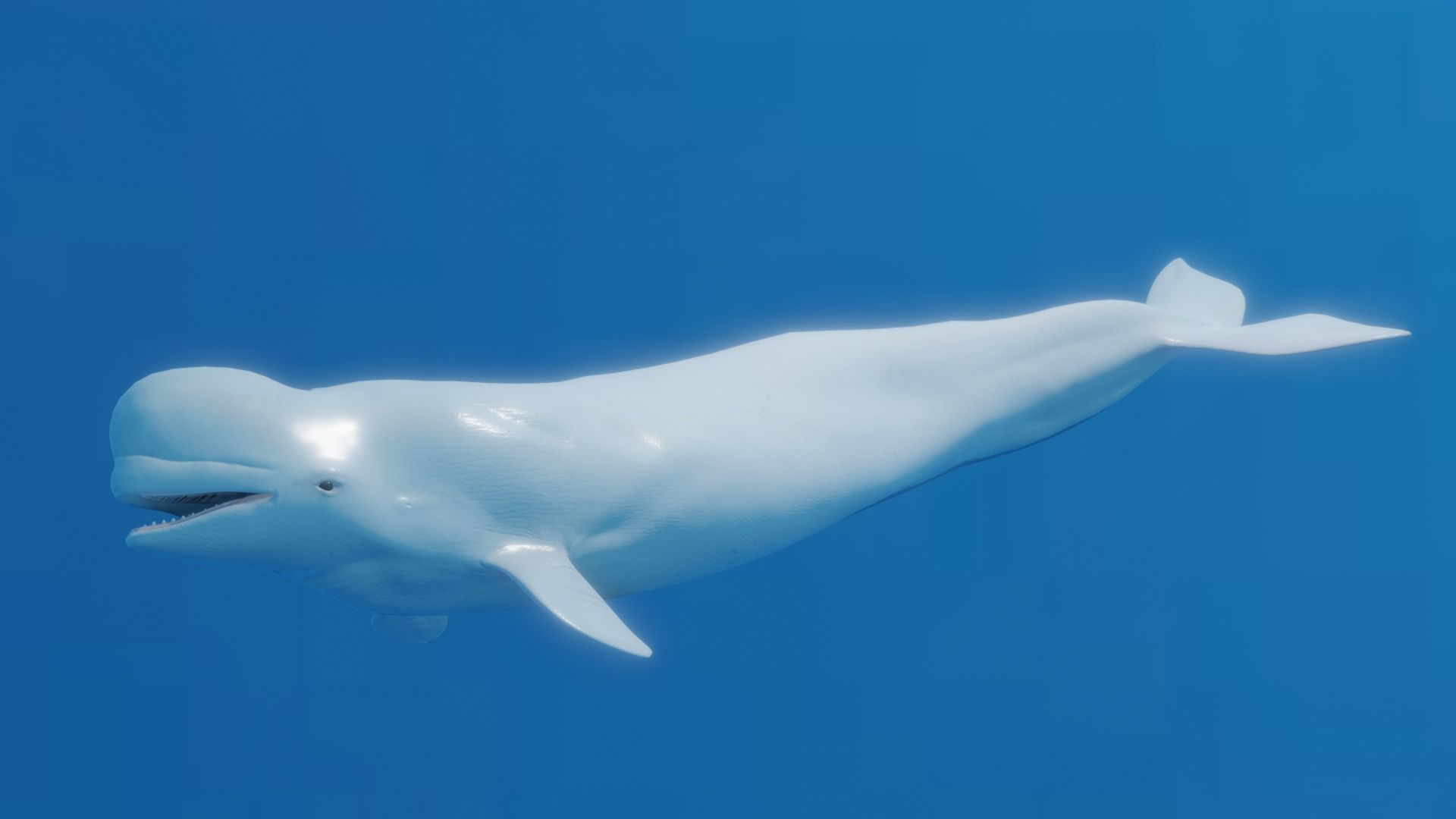 Beluga Whale Low-poly 3D model_1